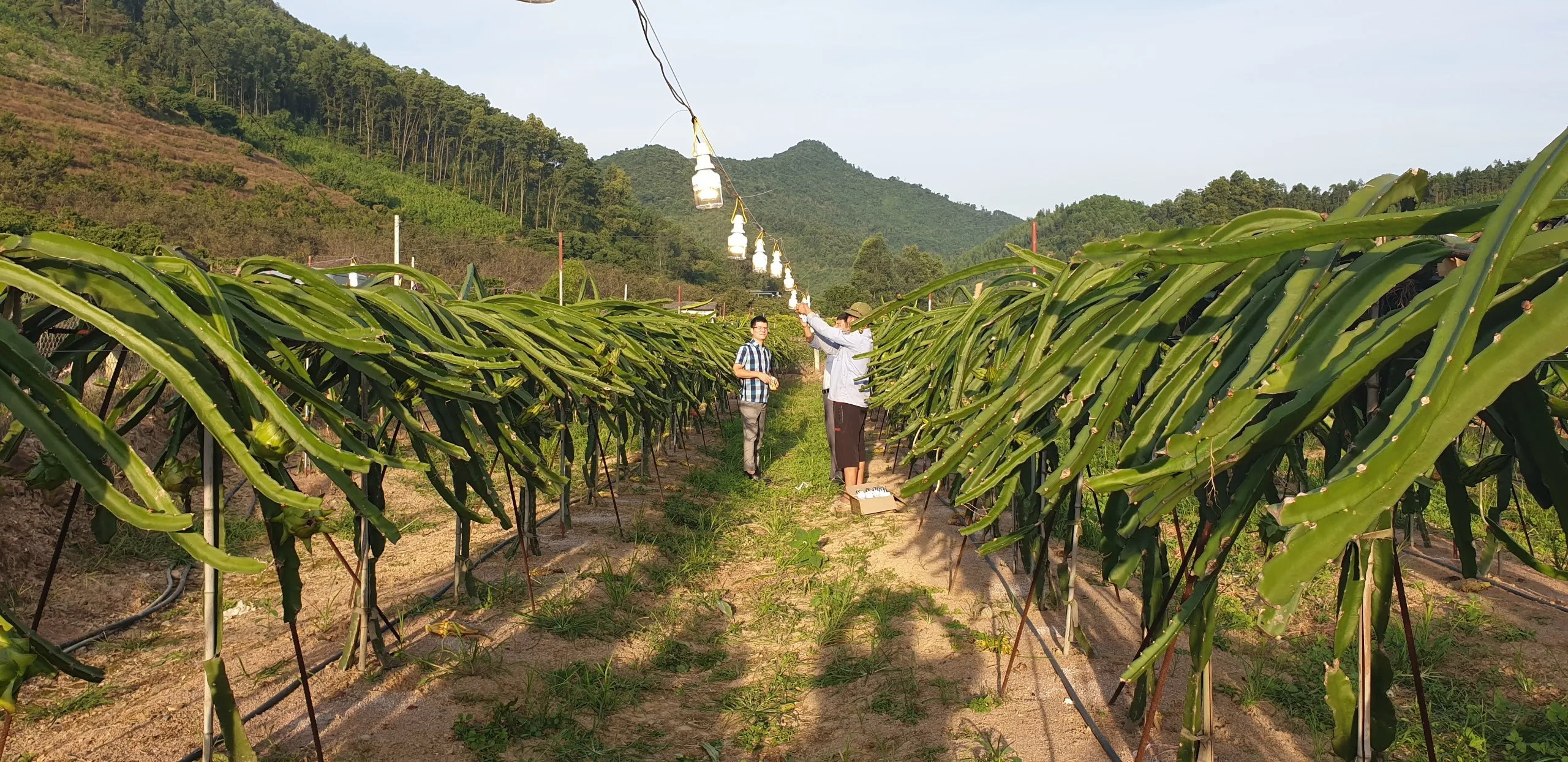 IP 65 Eco-Friendly LED Technology Optimize Growth Maximize Dragon Fruit Yields with Our Advanced Light