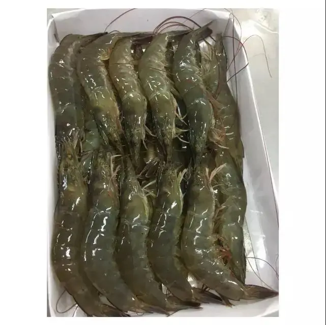 shrimp 3.JPG