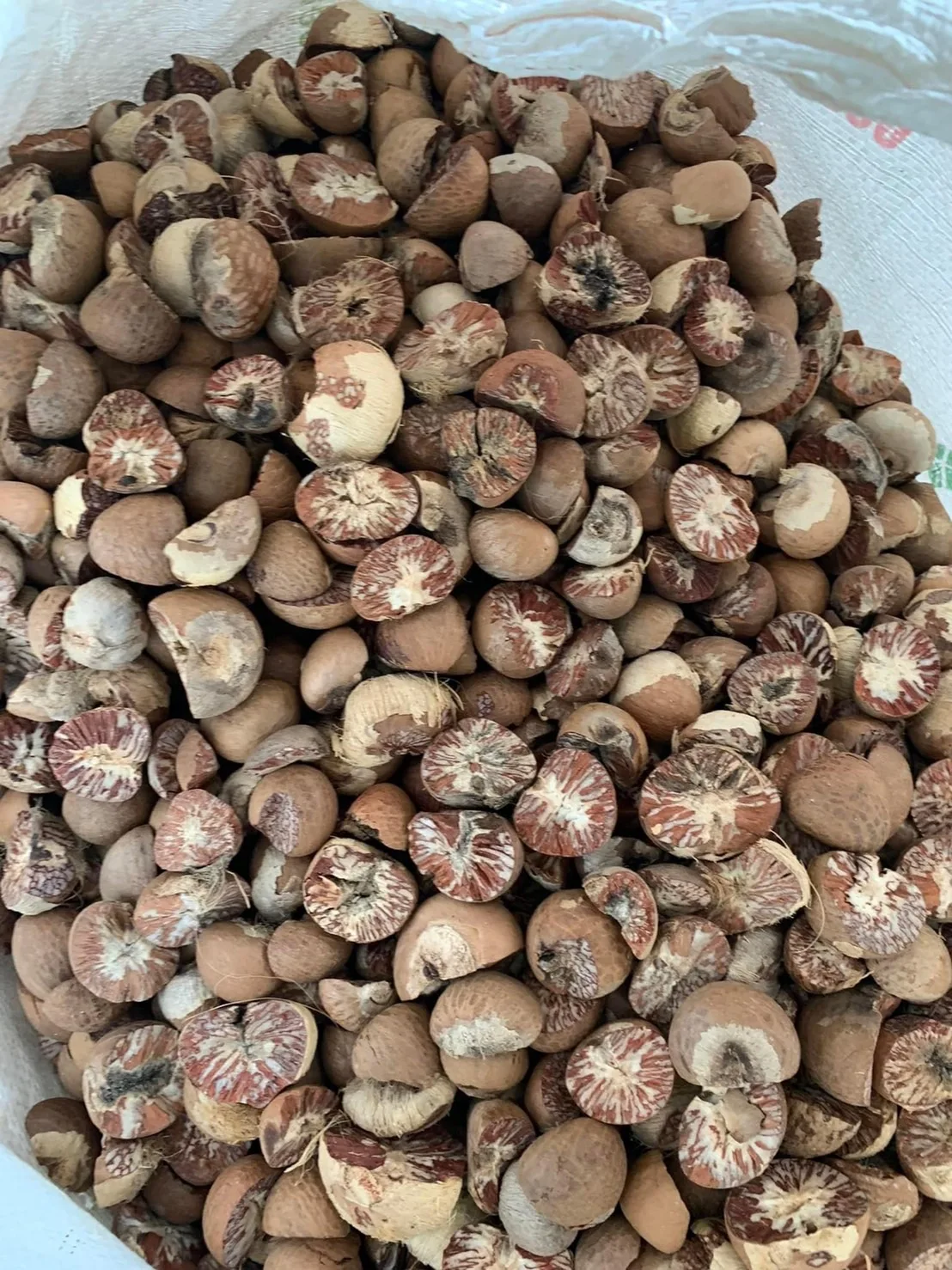 Сушеные Орехи Betel/OEM/частная Этикетка/продукт из Таиланда/Лучшая цена Высокое