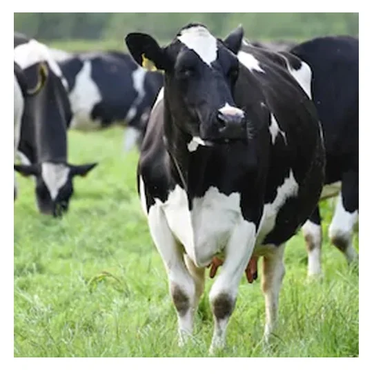 Горячая Распродажа по цене Holstein Friesian, живой скот в массовом количестве