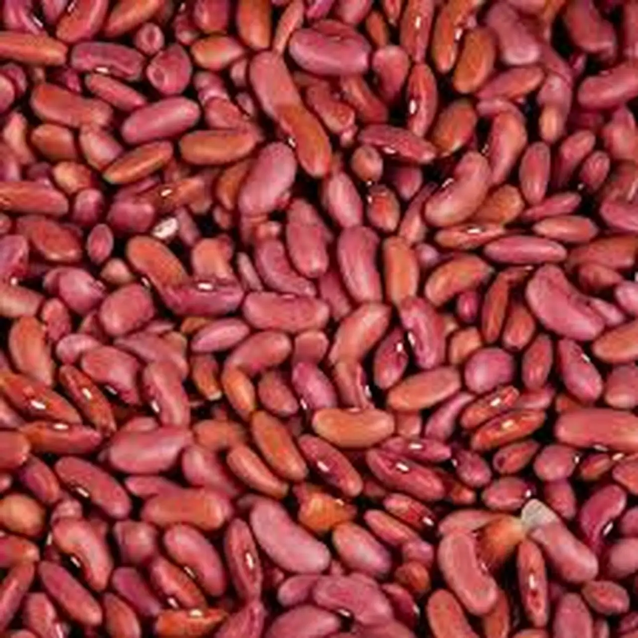Non-GMO Высококачественная натуральная сушеная красная фасоль