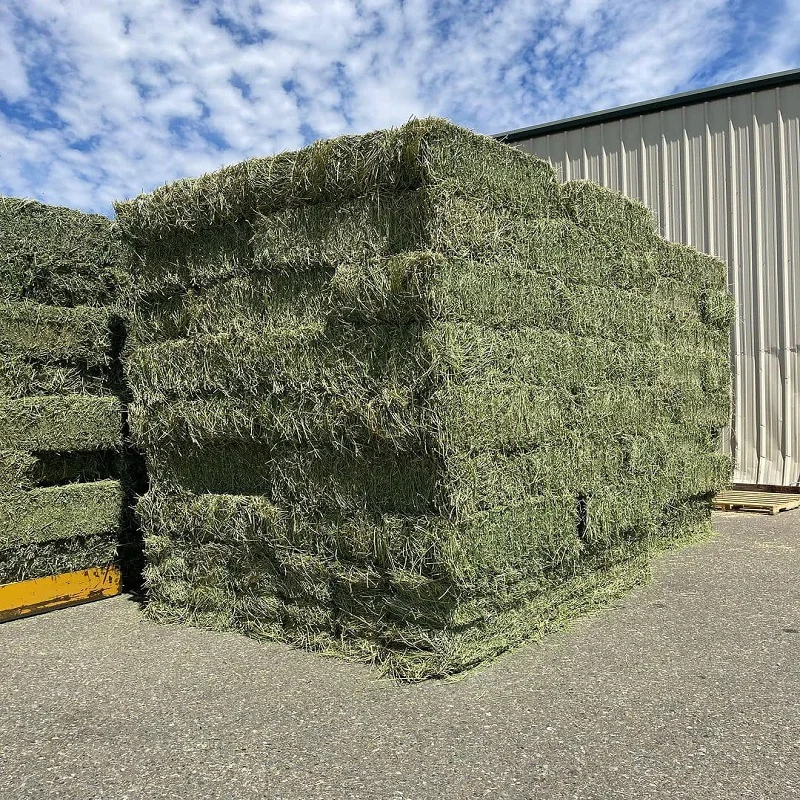 Buy High-Quality Alfalfa and Timothy Hay - Affordable Prices and Fast Shipping for Bulk Animal Feed Needs