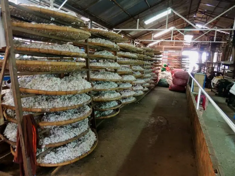 Оптовая продажа чистый кокон шелкопряда 100% натуральный для экспорта импорт по низкой цене