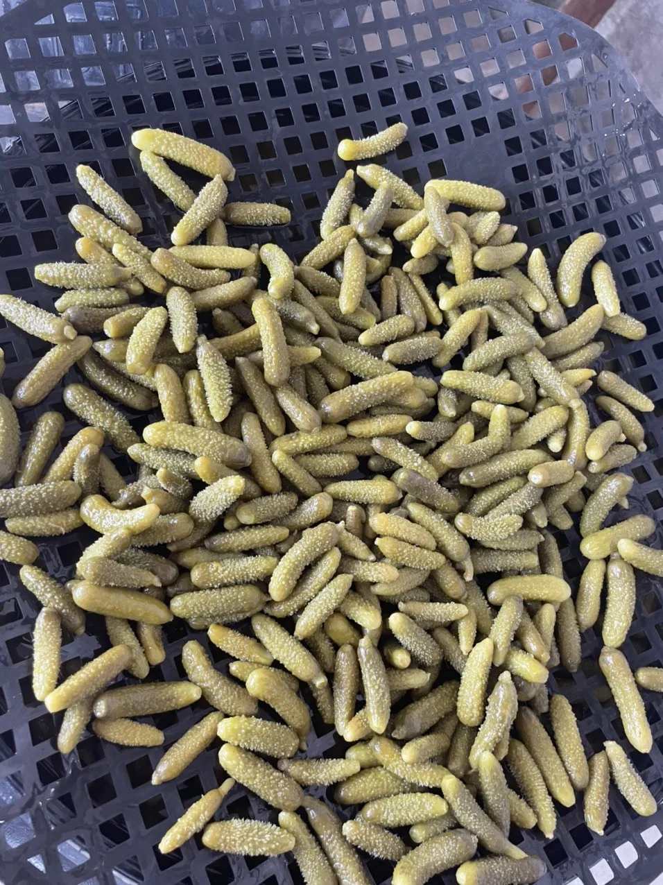 BEST DEAL HIGH QUALITY PICKLED GHERKIN CUCUMBER BEST GRADE RELIABLE SUPPLIER FROM VIETNAM 2024