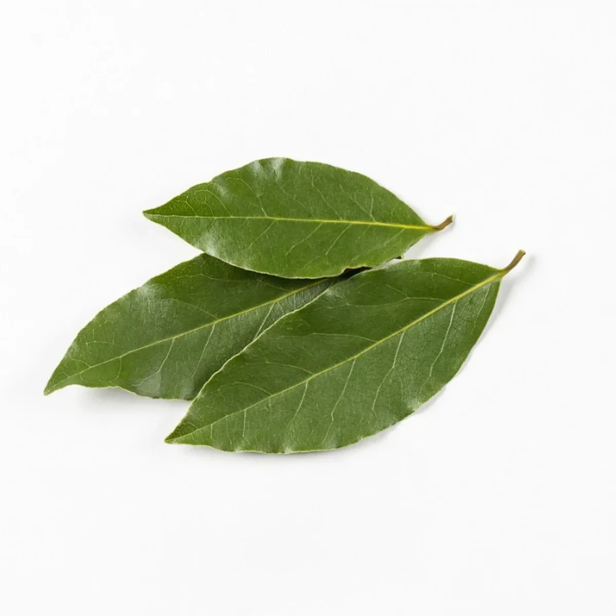 Aldera Direct 10KG Kraft Bag Factory-Direct Dried Rosemary Bay Laurel Leaves Single Spices Herbs from Turkish Aladera Raw Pieces