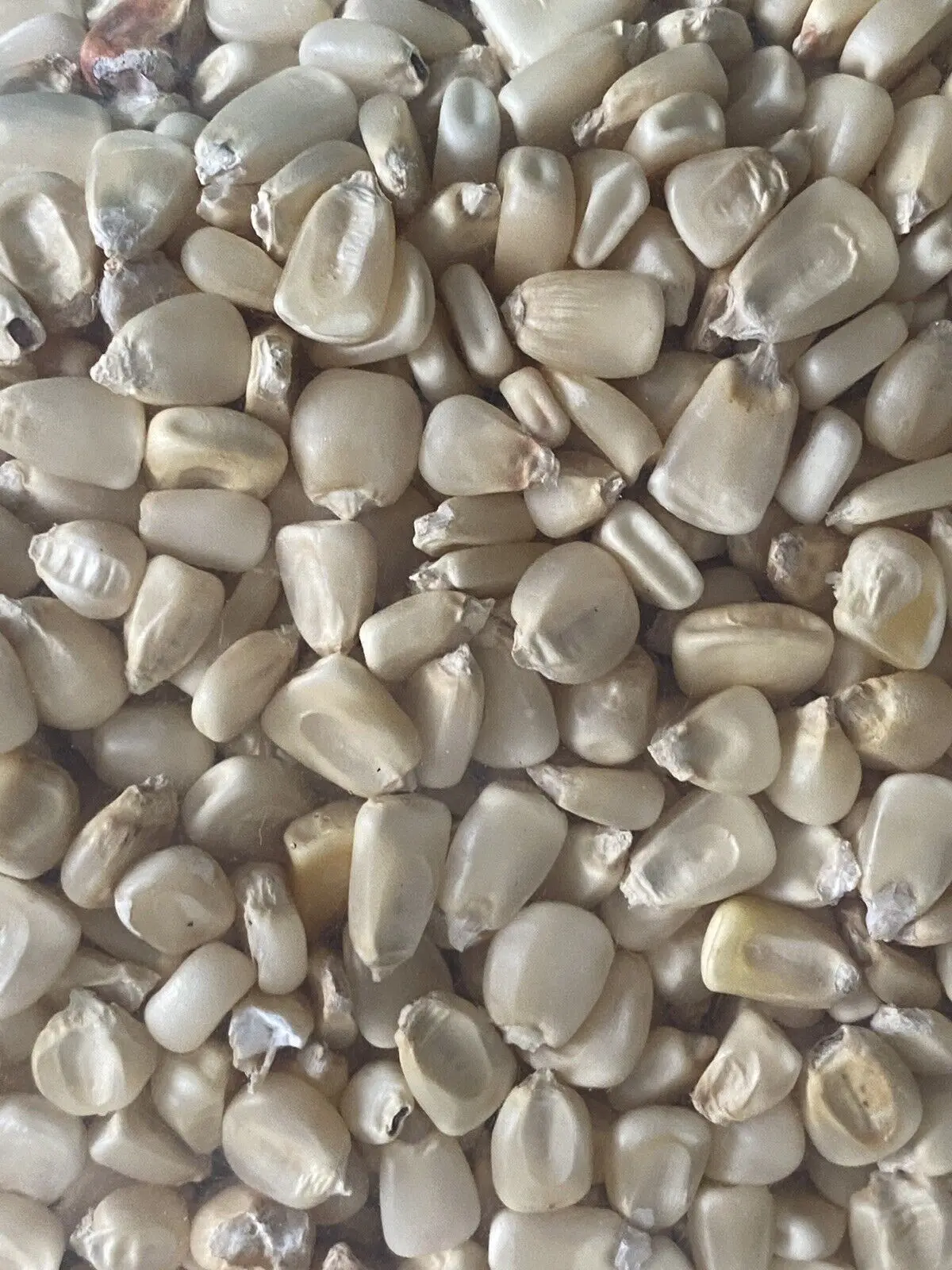 WHITE CORN FOR SALE  , Dried White Maize , White Corn For Export Markets .
