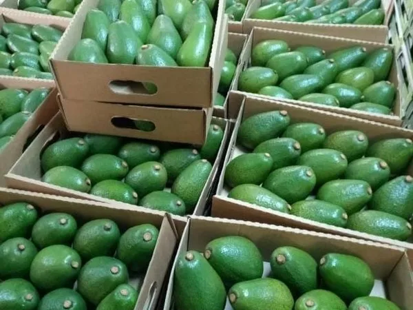 Лучшее качество оптовая продажа свежие продукты овощей покупатель авокадо свежий съедобный из фермы