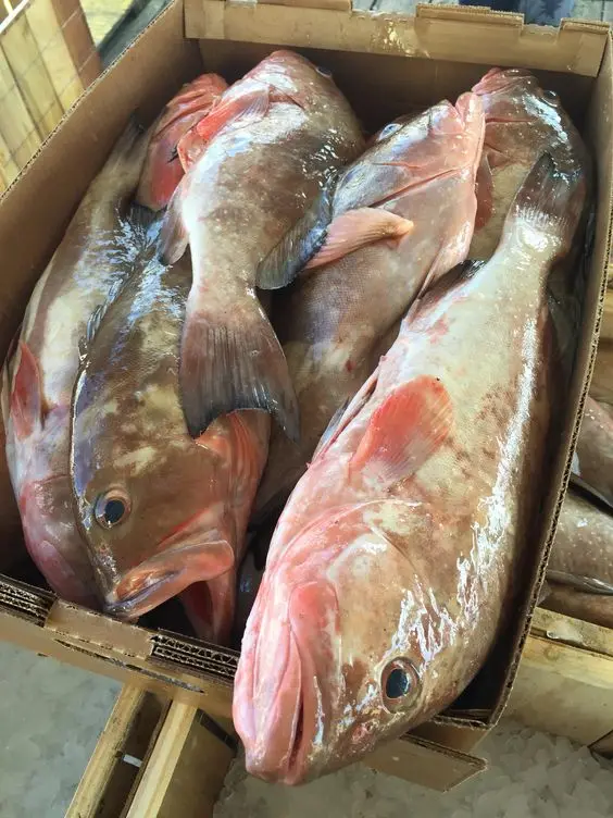 SUPPLY CHILLED FRESH GROUPER FISH