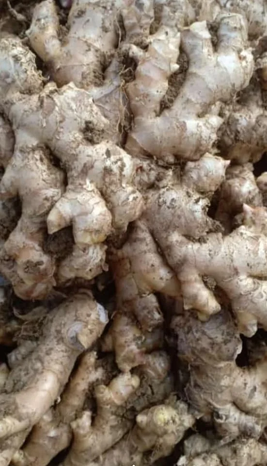 hot sale South Africa fresh ginger water washed fresh ginger factory price fresh ginger