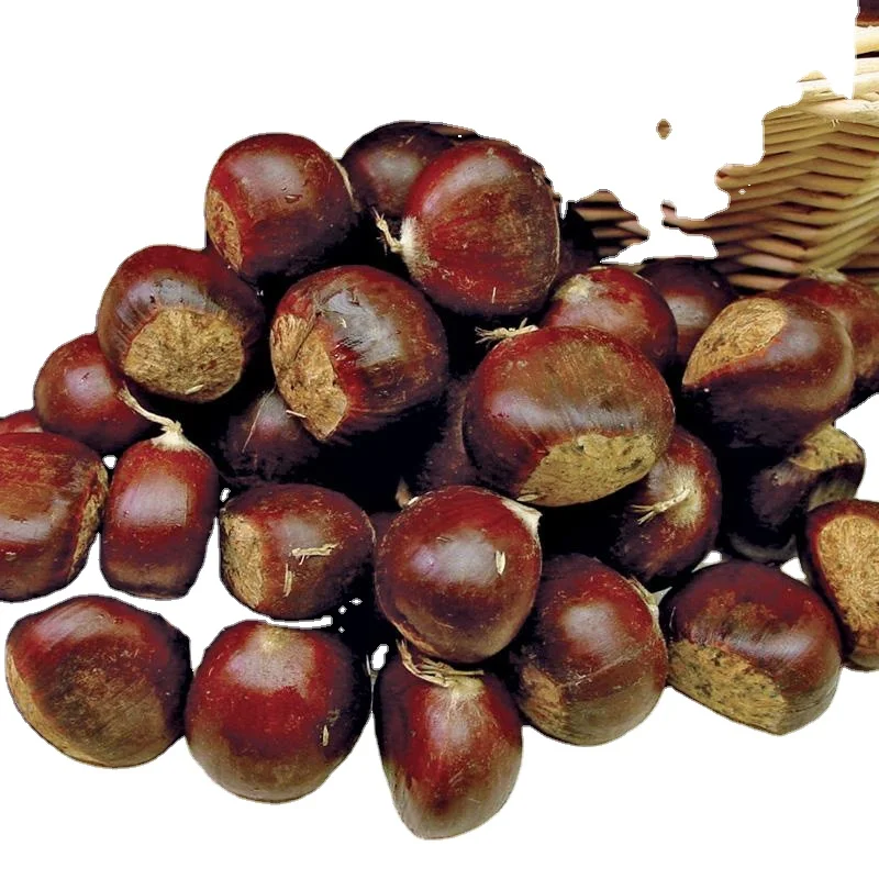 China factory supply snack small package Food Organic Peeled Roasted Chestnuts Fresh Chestnut/ Chinese chestnut/ sweet chestnut