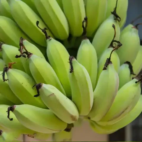 Wholesale Fresh Cavendish Banana 100% Organic Green with High Quality export directly from Thailand Farms