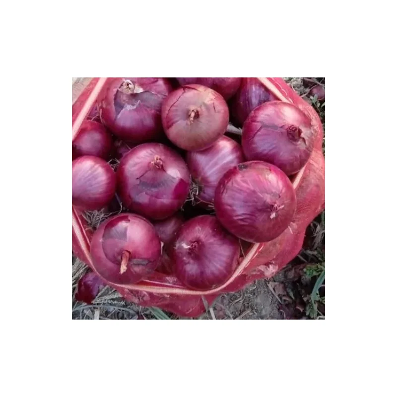 Our Red Onions Are Renowned for Their Vibrant Color, Crisp Premium Indian Round 30 to 60 Days in The Fridge 4 to 6 Weeks Outside