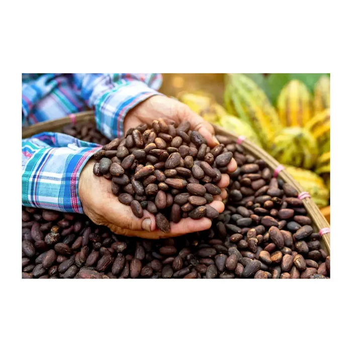 Best Quality Wholesale Cocoa Beans For Sale In Cheap Price