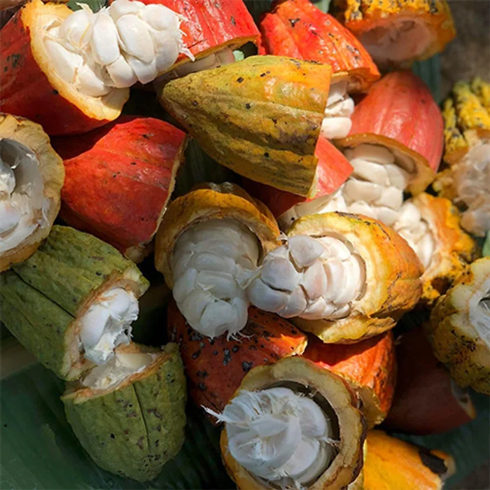 Premium Slightly Bitter And Sour Taste Distinct Cocoa Flavor Azzan Dark Chocolate 100% Cacao Made In Vietnam