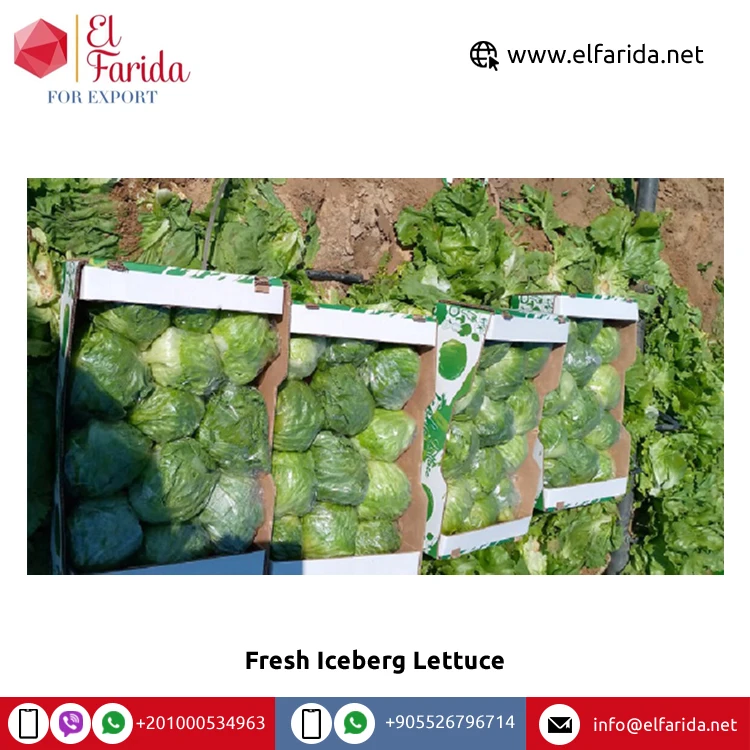 2022 Best Selling Export Quality 100% Natural Fresh Vegetables Iceberg Lettuce for Sale from Egypt at Bulk Price
