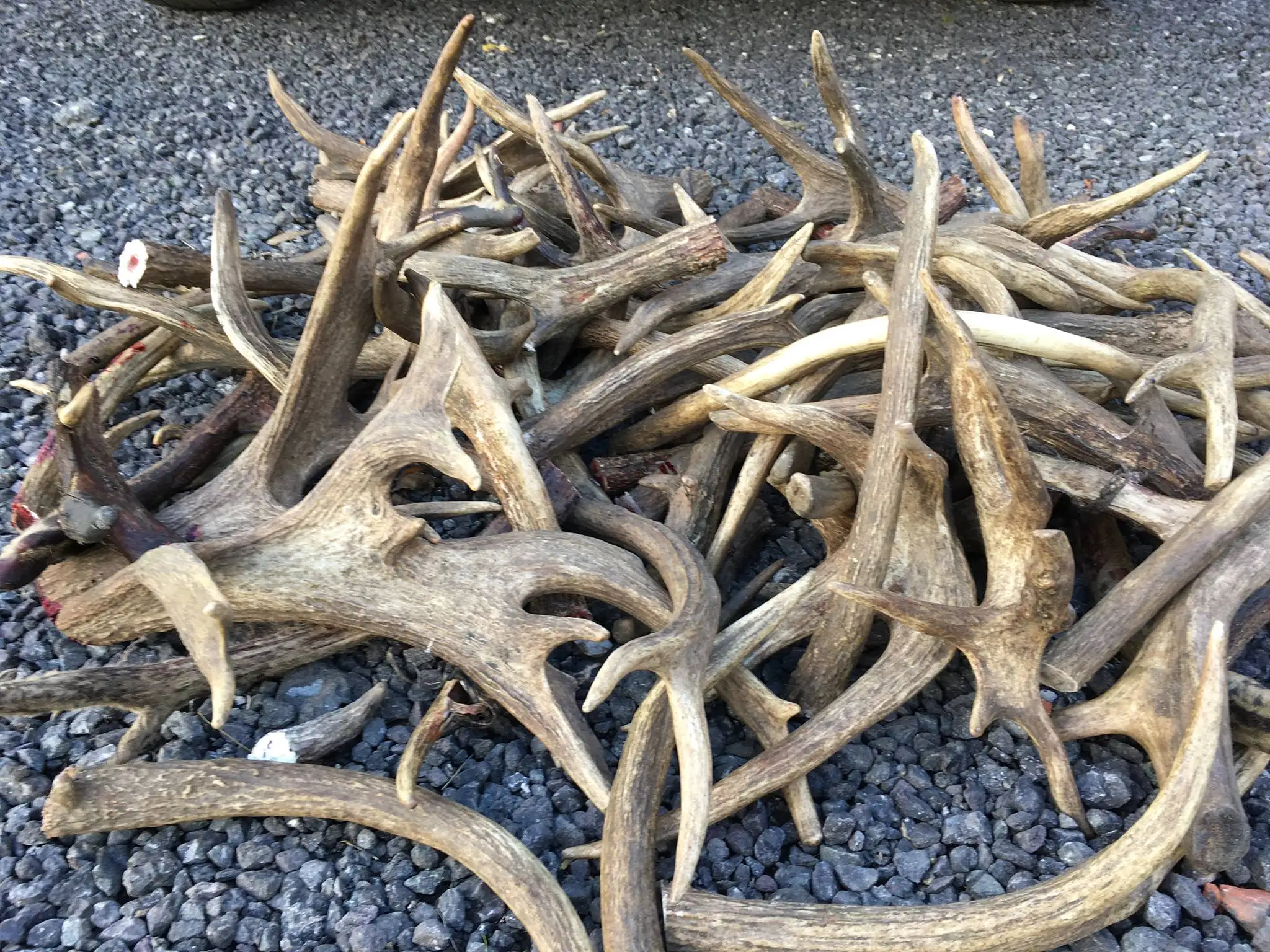 Deer antlers7.jpg