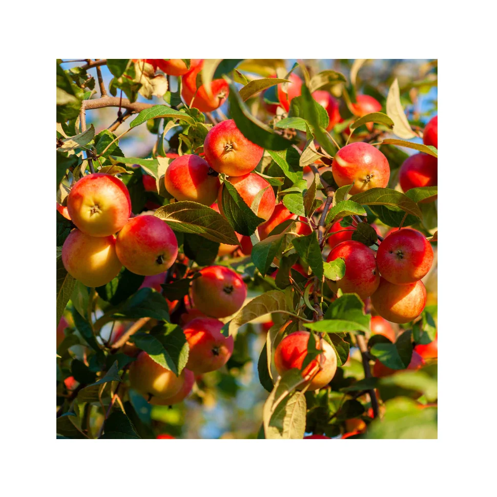 Свежие Яблоки Winesap оптом по низкой цене