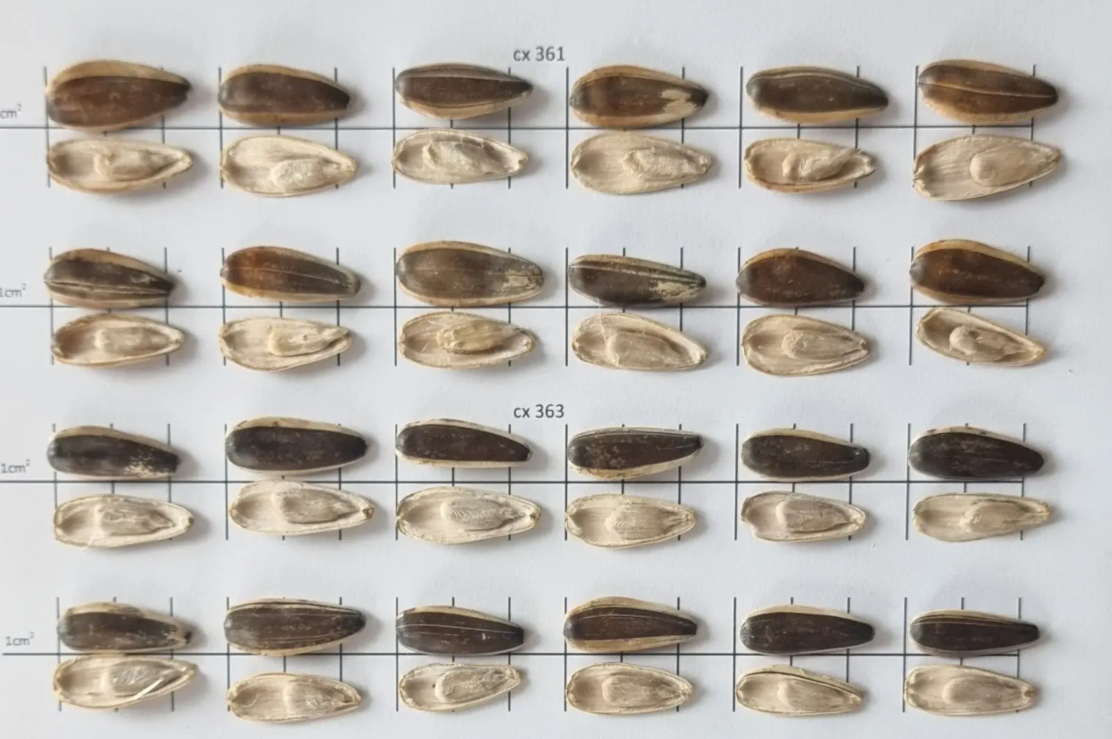 BREVIS Sunflower seeds Food & Beverage Snacks Nut & Kernel Snacks Roasted sunflower seeds Bulgarian origin