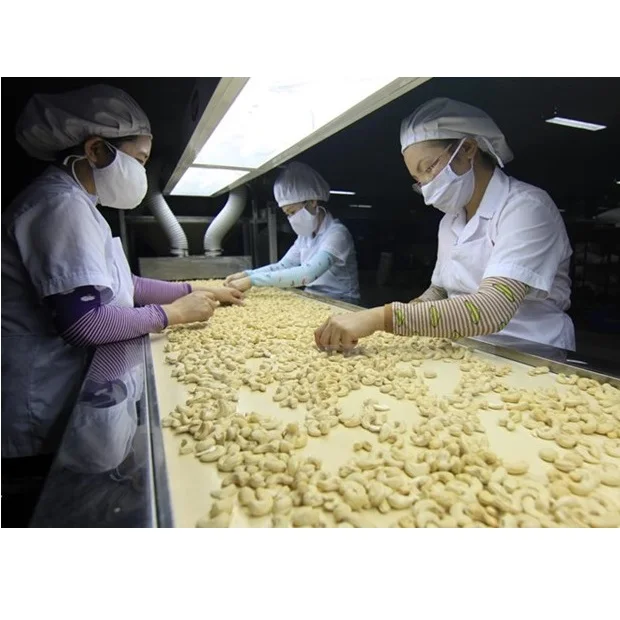 Premium Quality Dried Cashew Nut w320 w240 With 1 Year Shelf Life Common Cultivation Type From Vietnam