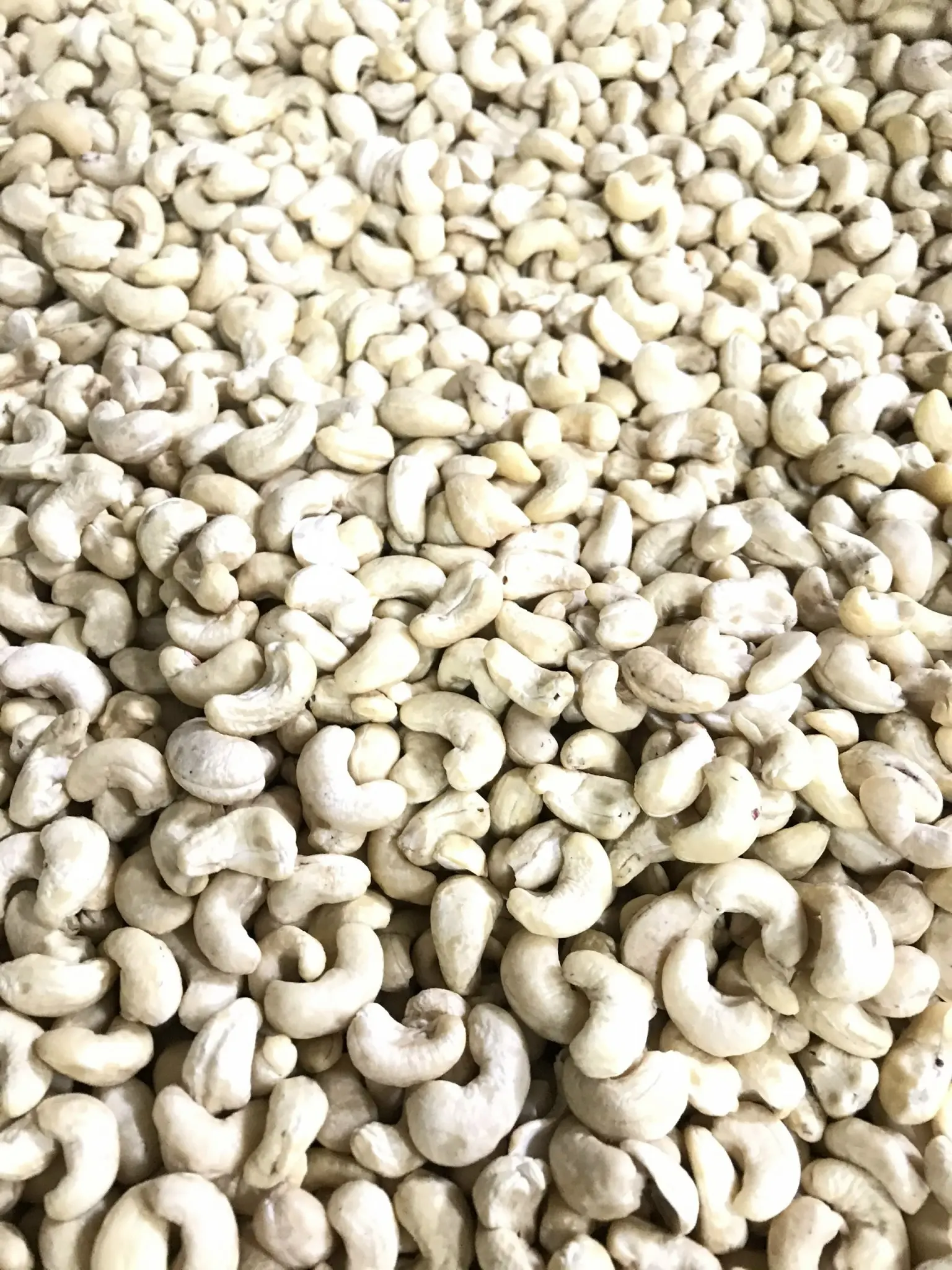 Vietnam Fresh Dried Processed CASHEW NUTS KERNELS in WW240 W240 W320 AFI Vacuum Bags for Food Applications  - ANNA DO