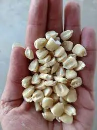 WHITE CORN FOR SALE  , Dried White Maize , White Corn For Export Markets .