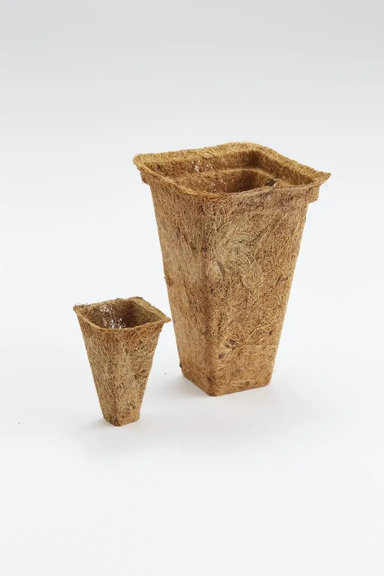 Coir pots eco-friendly and sustainable used in greenhouses and plant nurseries ultimately designed for floriculture