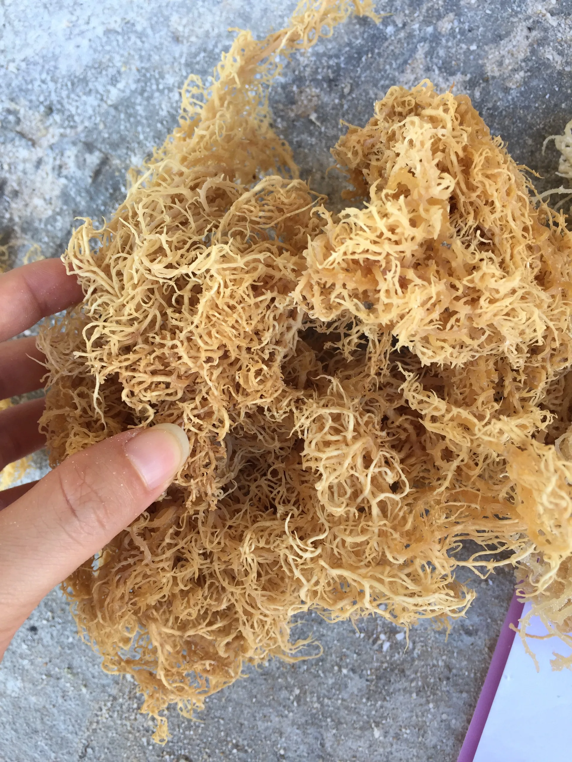 Natural Golden Seamoss /Jamaica Sea Moss / Irish Moss Sea Moss Gel For Producing Carrageenan Purity Cheap Price Vietnam Supplier