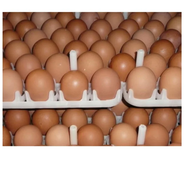 Broiler Hatching Eggs