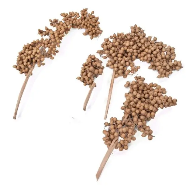 High Quality Wholesale Natural Canella for DIY, Events Decor & Wedding Decor Dried Flower Arrangements