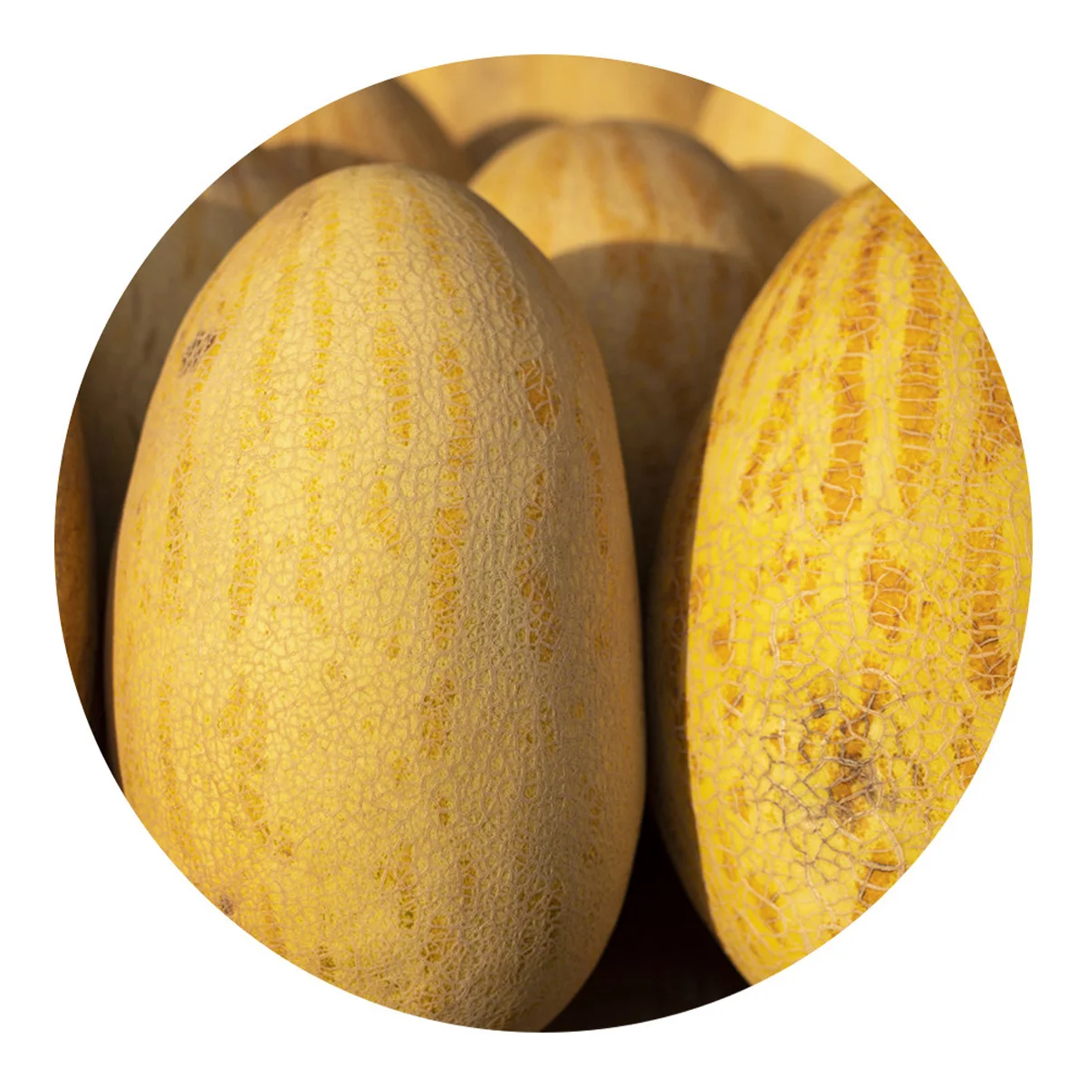 Fresh melon for eating own production bulk in price