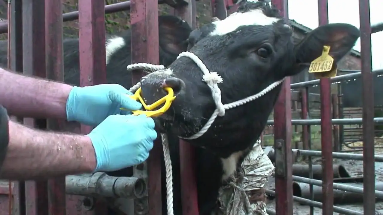 Anti-Sucking Cow Nose Thorn Milking Stop Kit Calf Weaner Weaning Cattle Nose Ring for Livestock Tool