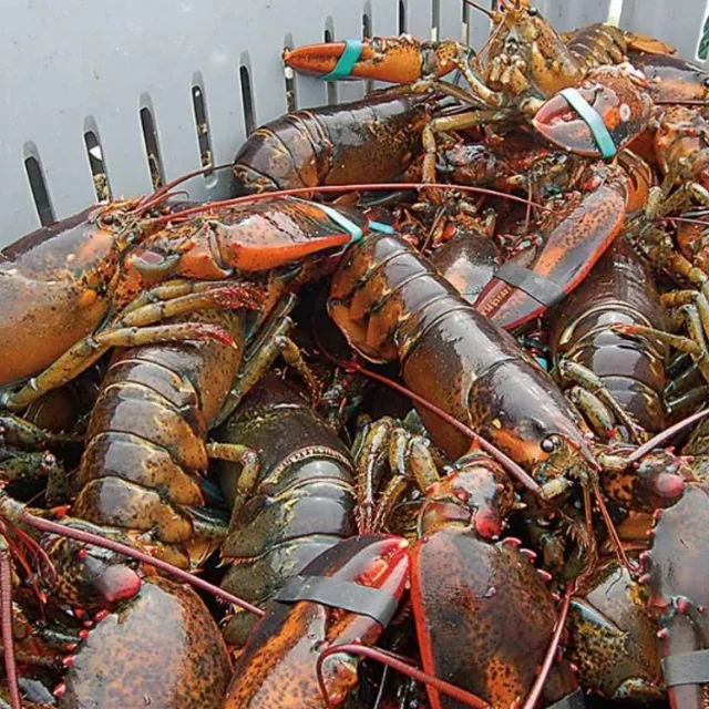 Fresh Frozen Lobsters, Raw Lobsters, Live Lobsters with Highest Export Quality