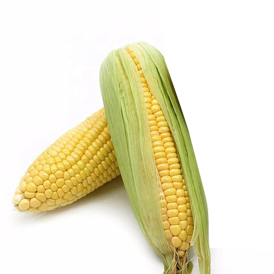 Оптовая цена клейкая Кукуруза None-GMO желтого цвета 100% натурального качества сладкая кукуруза