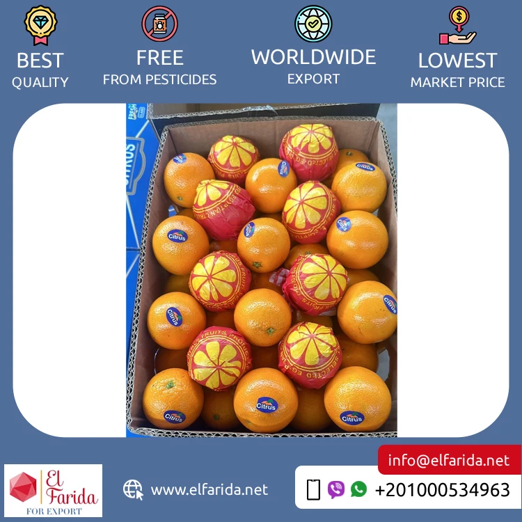 Good Quality Top Selling Pure and Natural Healthy & Nutritious Fresh Citrus Fruit Valencia Oranges from Egypt Origin Exporter