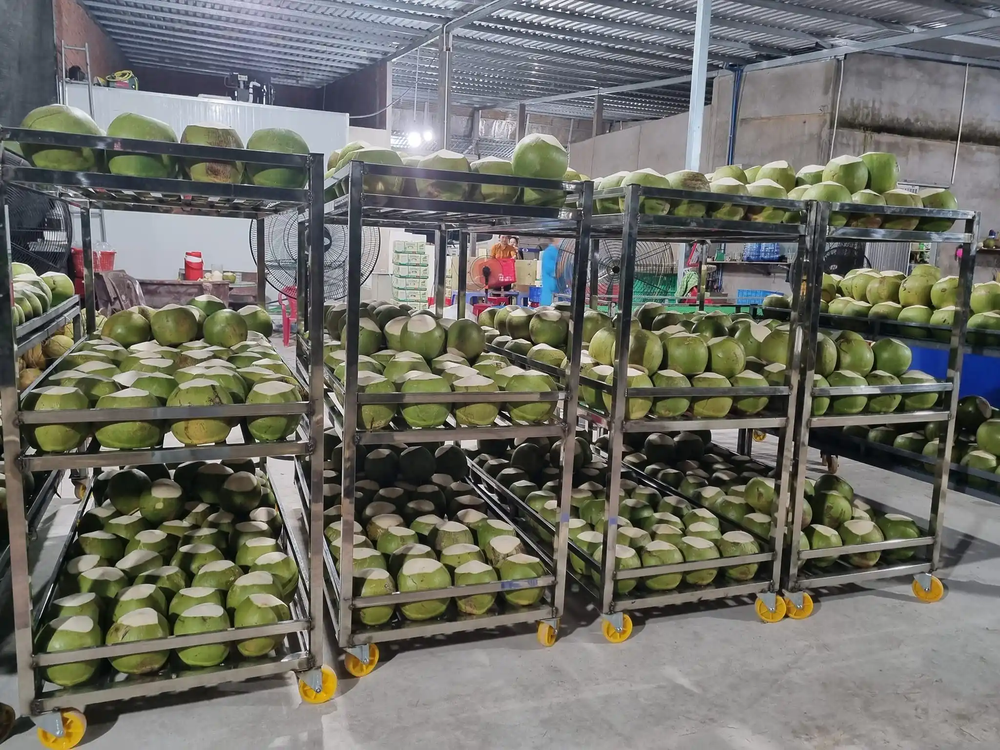 Молодой вьетнамский кокосовый свежий частный бренд. Фруктовый продукт осушенный кокос Whatsapp