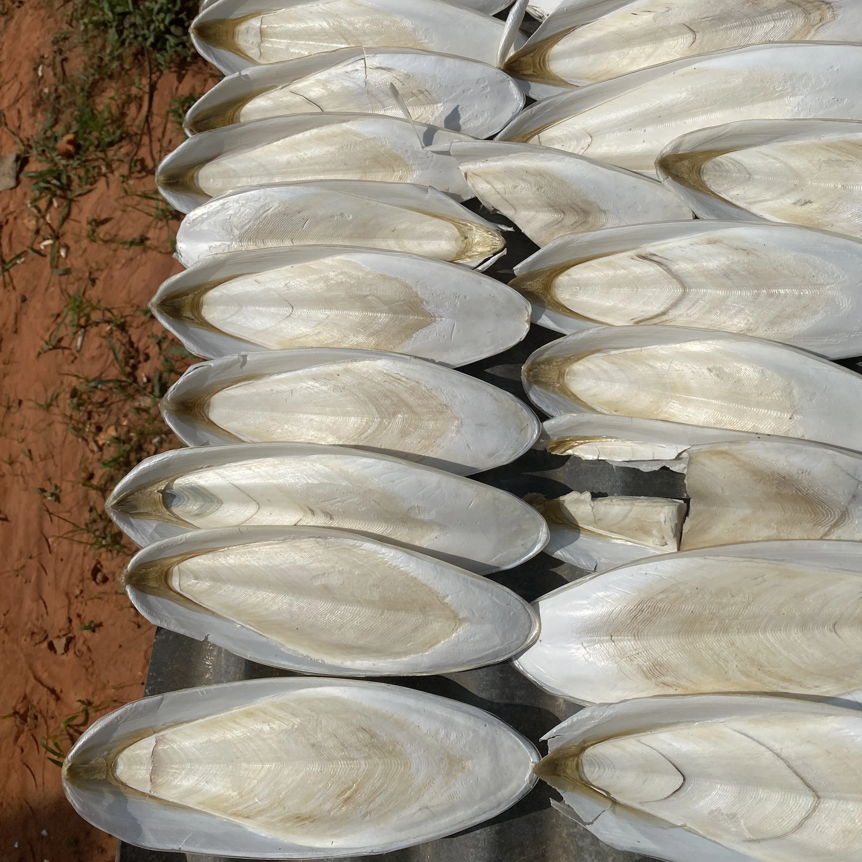 Ranova High Quality Cuttlefish Bone Cuttlebone 100% Natural Cuttlefish Bone From VietNam