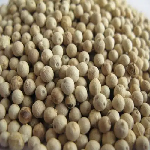 High Quality Black and White Pepper 550gl/ 500gl/ Whole Black Pepper