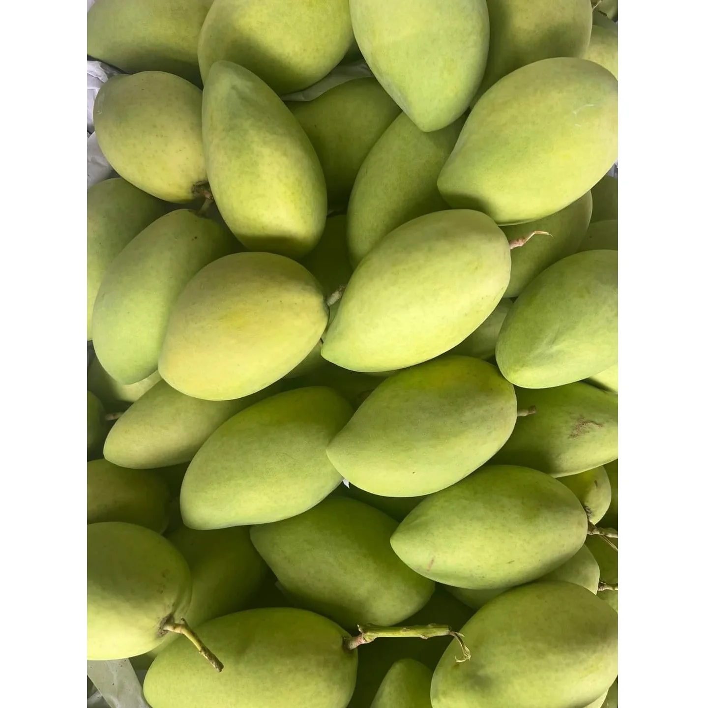 Organic Vietnam Green Mango Sweet/Sour Tropical & Sub-Tropical Fruit Fresh Agriculture Product