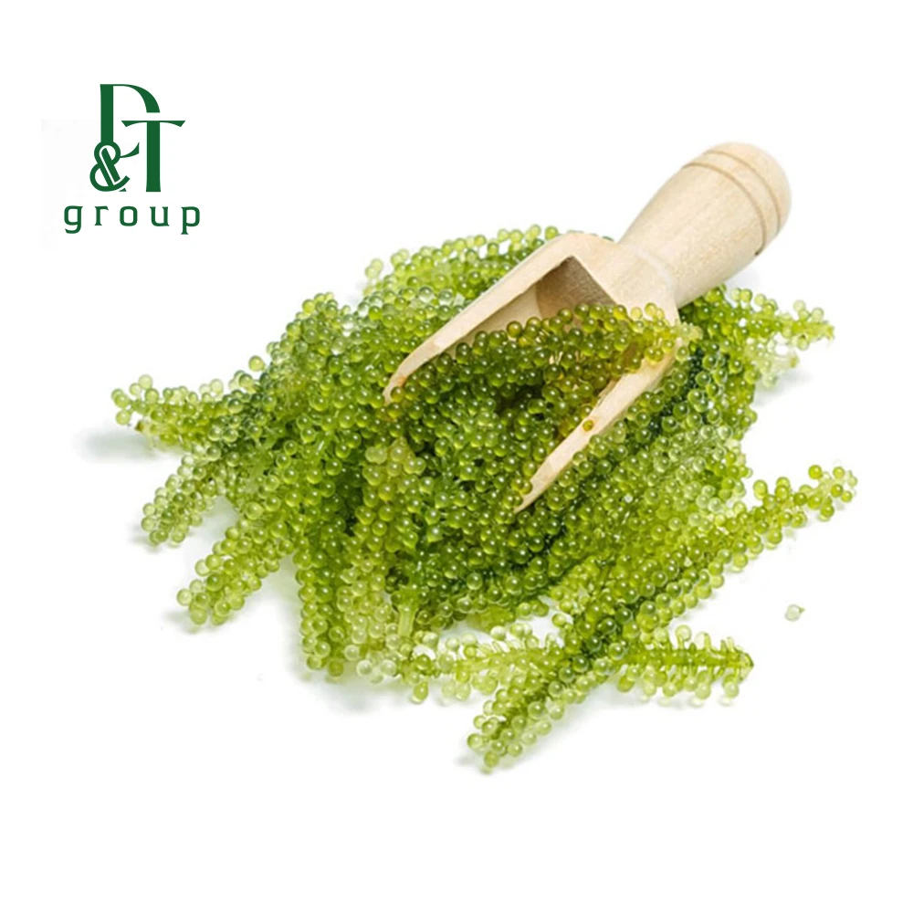 Wholesale Cheap price Sea Grapes/Dried Sea Grapes for Healthy foods - Made in Vietnam