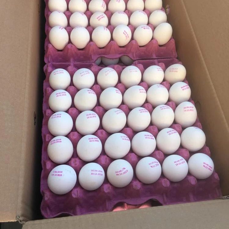Chicken Egg From Turkey Fresh and Natural Egg Wholesale Price Animal Products Eggs Best Price Best Quality
