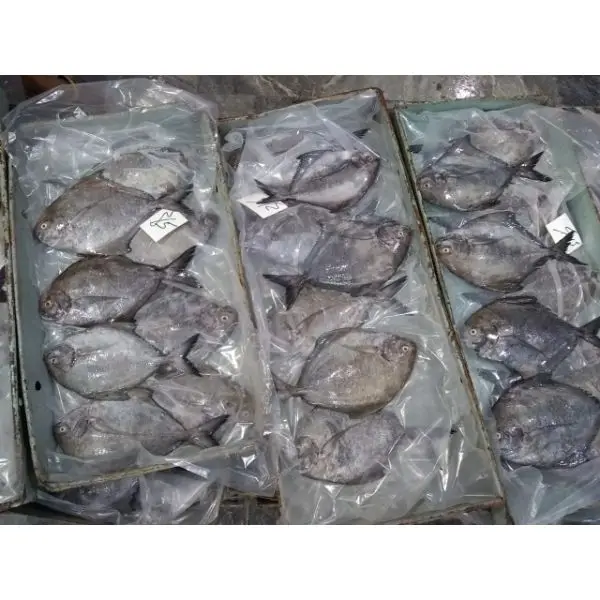 Seafood Supplier/Whole Round IQF Hook Catching Style Frozen Black Pomfret Fish Ready