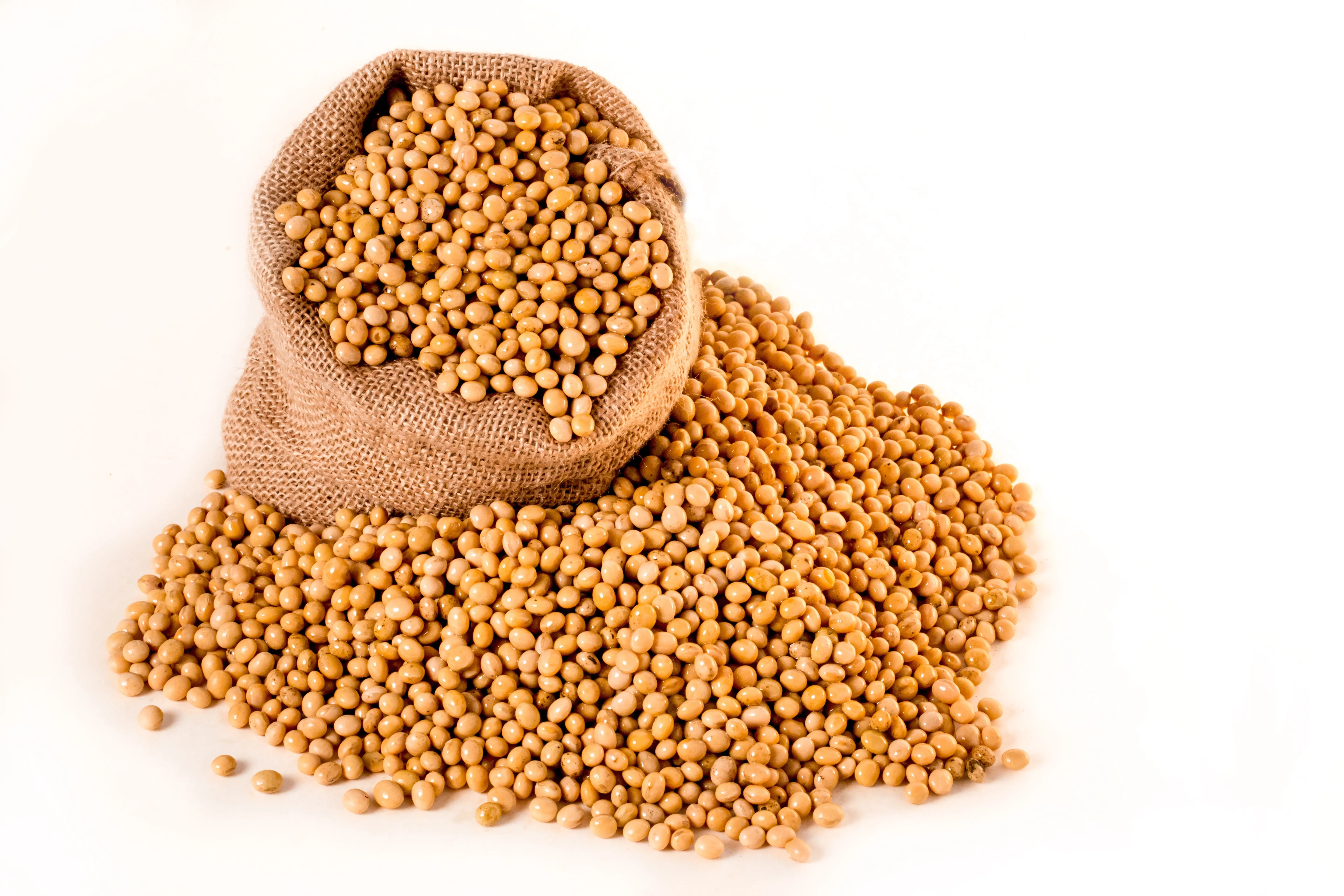 Non GMO Soybeans High Quality Soya Beans / Soy Bean for sale