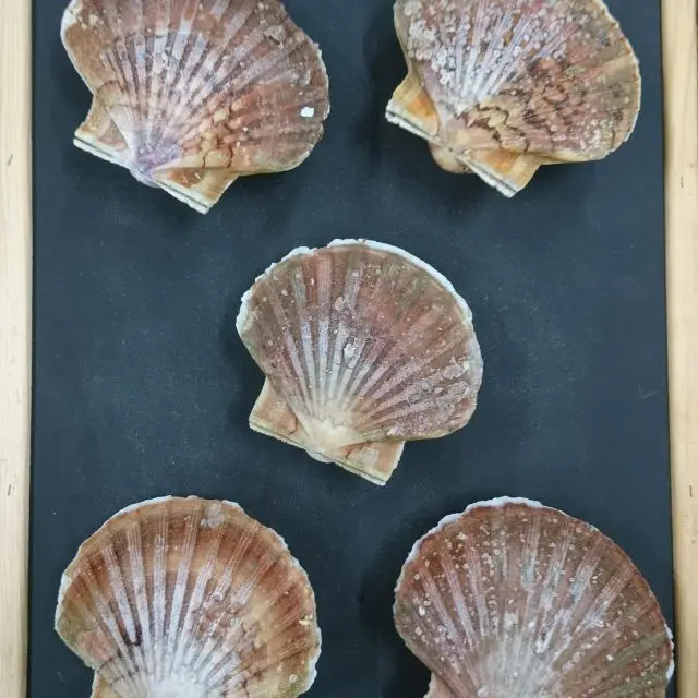 FROZEN WHOLE KING SCALLOP (PECTEN MAXIMUS)