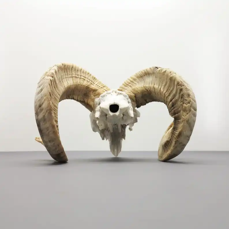 Cultural Masterpiece Exquisite Hand Carved Buffalo Bull & Ram Skull with Majestic Horns  Contemporary Wall & Stand Art