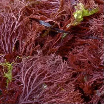 Сушеные водоросли Gracilaria из Вьетнама хорошая цена