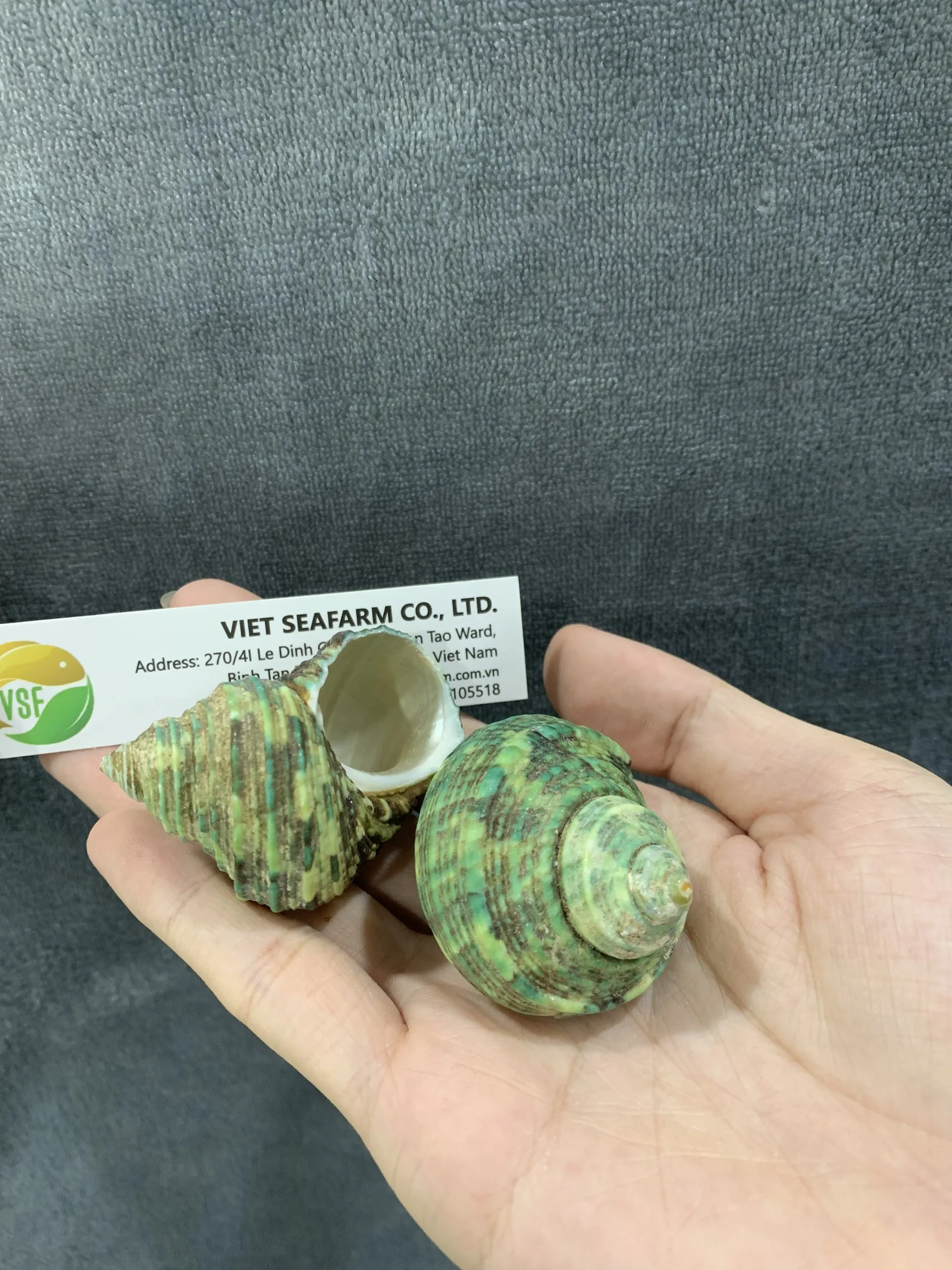 Green Conch is a premium product, widely popular in the market, meeting export standards with competitive wholesale prices