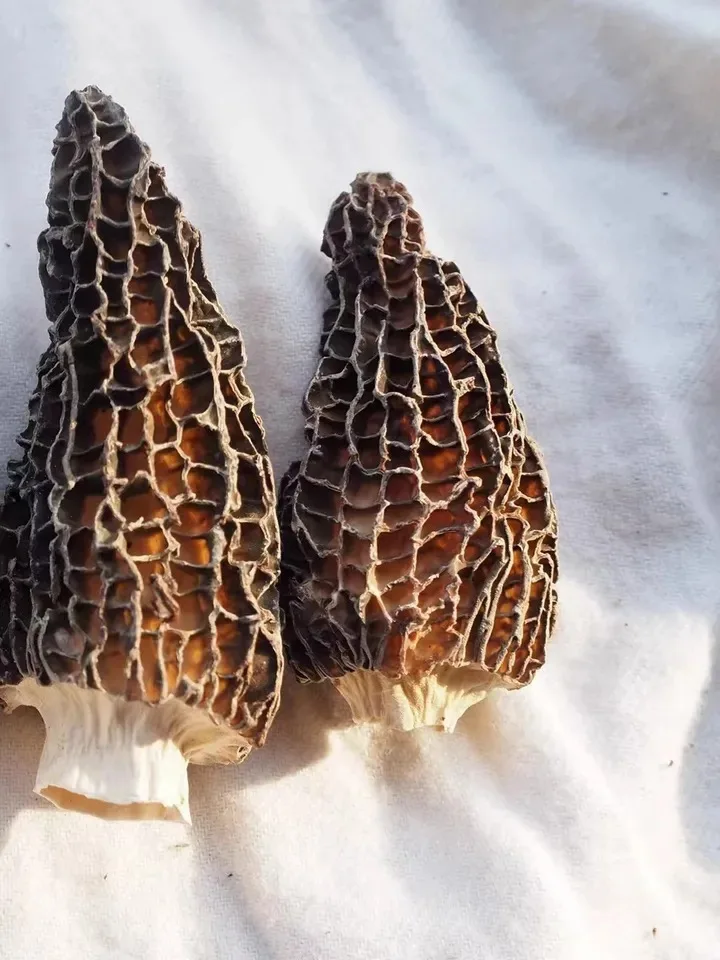 Gucchi Mushroom for export  Dried Wild Morels  Mushroom Black Morel Mushroom  competitive price