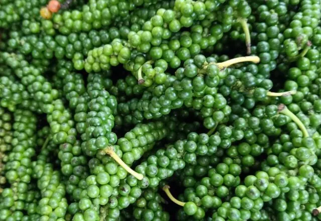 Green pepper high quality freeze pepper with best price