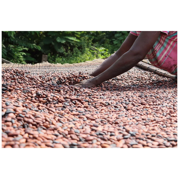 Wholesale Supplier of Cocoa Beans (Cacao Beans) Price for Sale