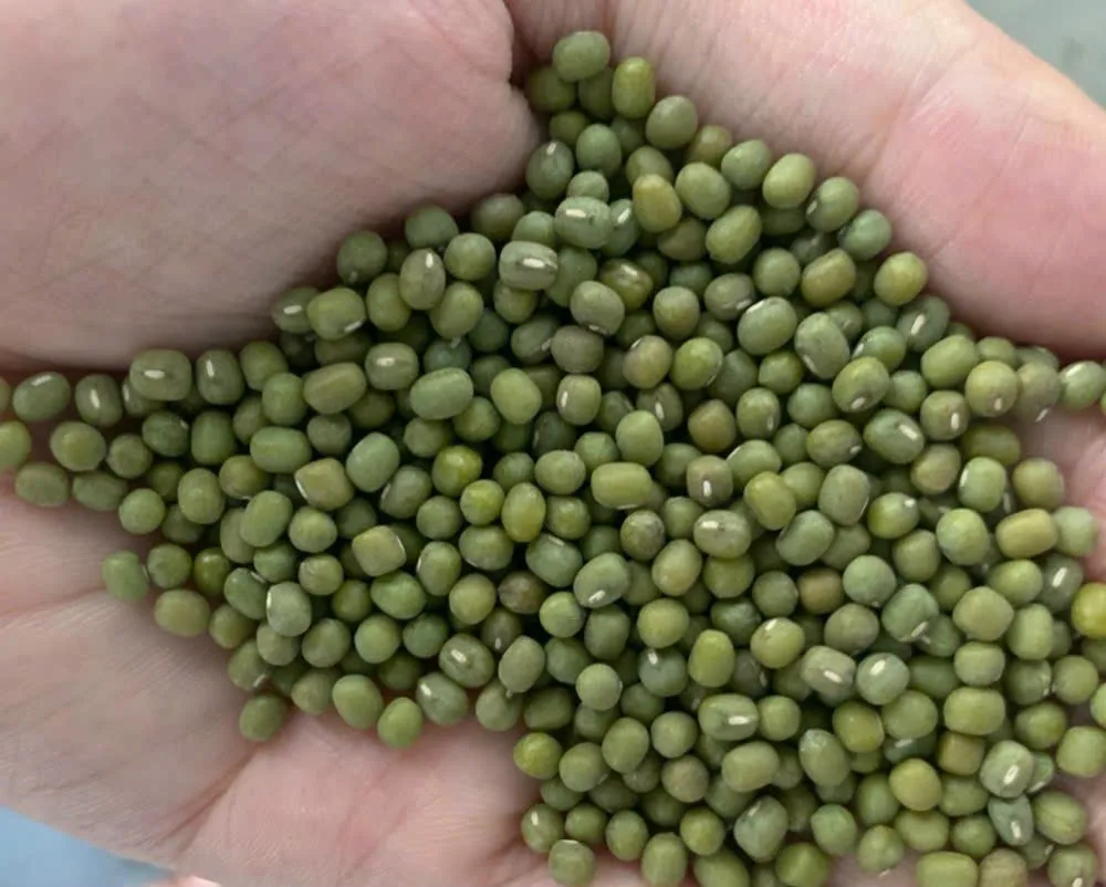 High Quality Green Mung Beans / Whole Beans Available For Sale - READY TO LOAD At GOOD Price
